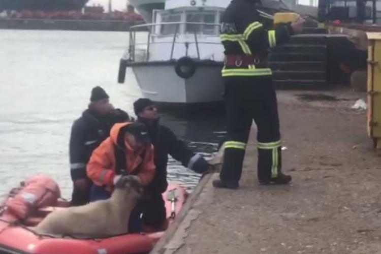 A ship carrying 14,600 sheep turned over in the Black Sea