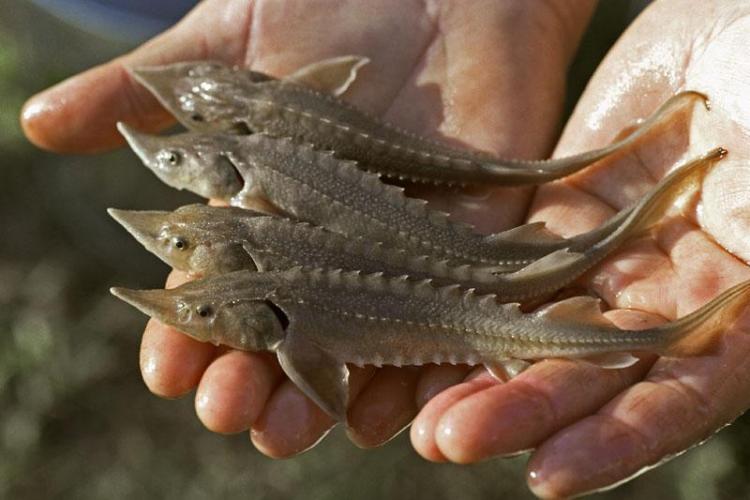 2021_10_07_Mangistau region to build a sturgeon farm.jpg